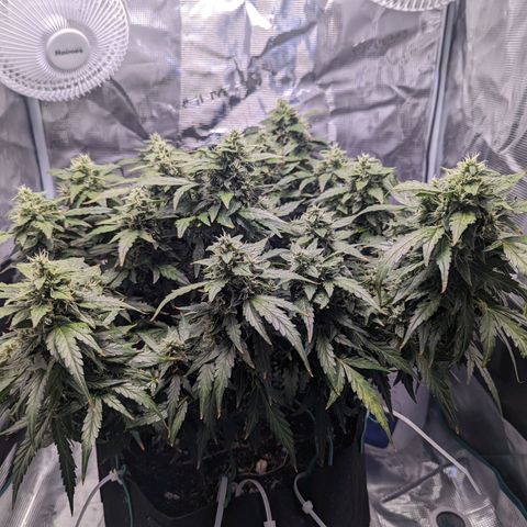 Fast Buds Zkittlez growlog timeline photo