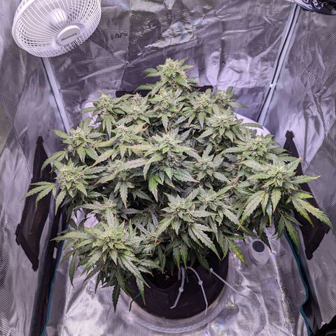 Fast Buds Zkittlez growlog timeline photo