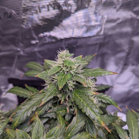 Fast Buds Zkittlez growlog timeline photo