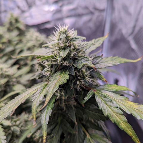 Fast Buds Zkittlez growlog timeline photo