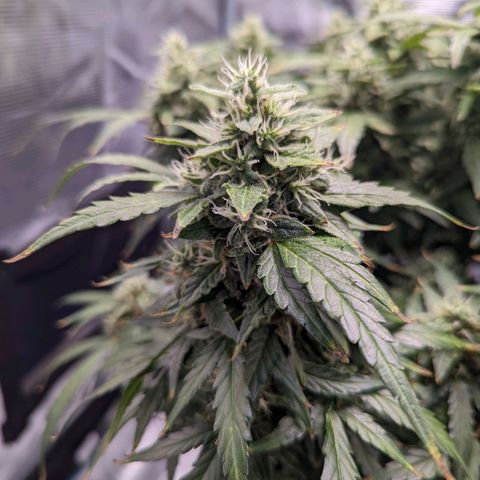Fast Buds Zkittlez growlog timeline photo