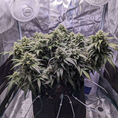 Fast Buds Zkittlez growlog timeline photo