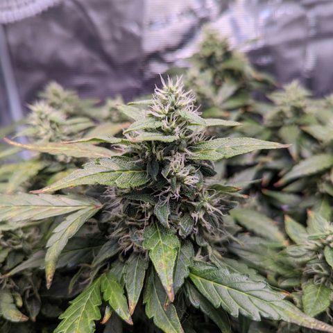 Fast Buds Zkittlez growlog timeline photo