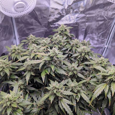 Fast Buds Zkittlez growlog timeline photo