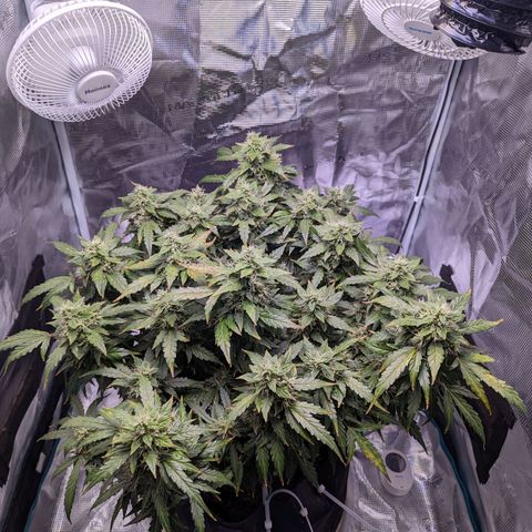 Fast Buds Zkittlez growlog timeline photo