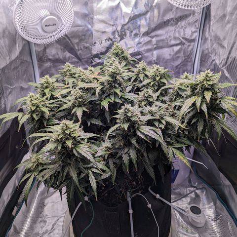 Fast Buds Zkittlez growlog timeline photo