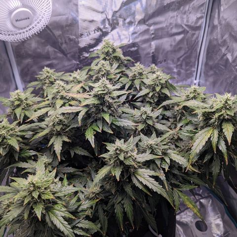 Fast Buds Zkittlez growlog timeline photo