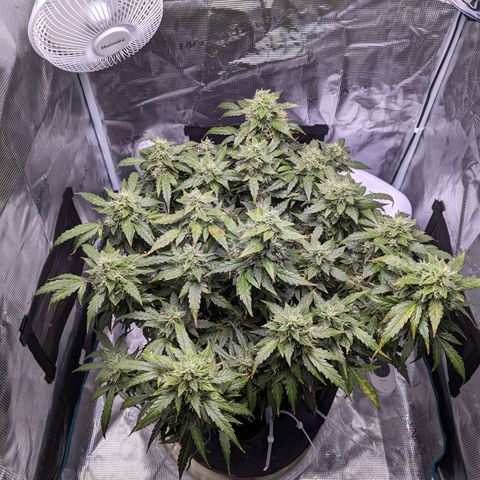 Fast Buds Zkittlez growlog timeline photo