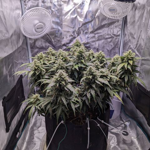 Fast Buds Zkittlez growlog timeline photo