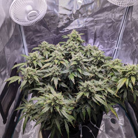 Fast Buds Zkittlez growlog timeline photo