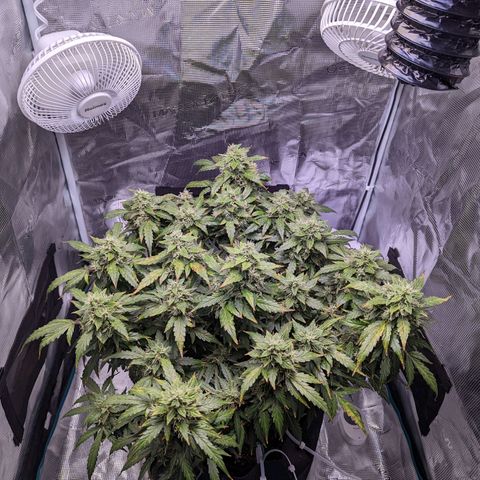Fast Buds Zkittlez growlog timeline photo