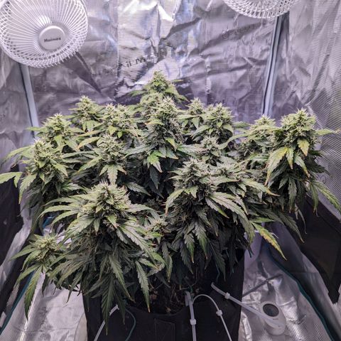 Fast Buds Zkittlez growlog timeline photo