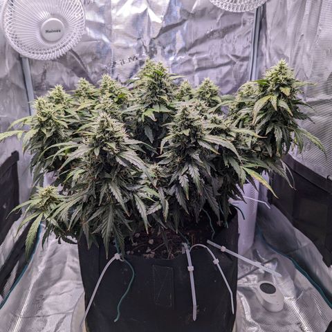 Fast Buds Zkittlez growlog timeline photo