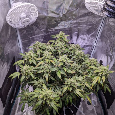 Fast Buds Zkittlez growlog timeline photo