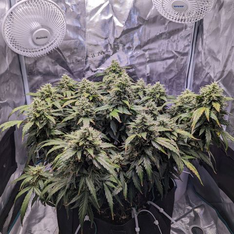 Fast Buds Zkittlez growlog timeline photo