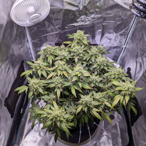 Fast Buds Zkittlez growlog timeline photo