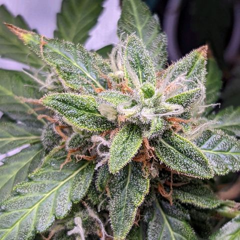 Fast Buds Zkittlez growlog timeline photo