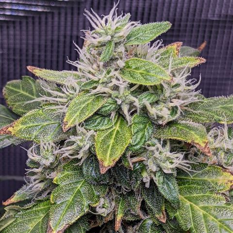 Fast Buds Zkittlez growlog timeline photo