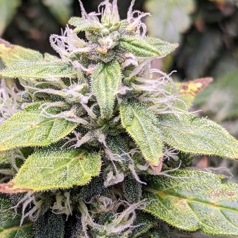 Fast Buds Zkittlez growlog timeline photo