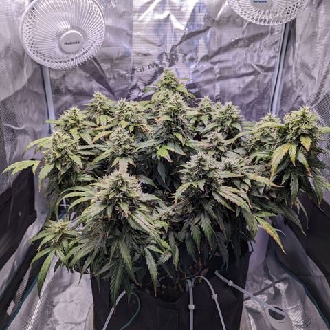 Fast Buds Zkittlez growlog timeline photo