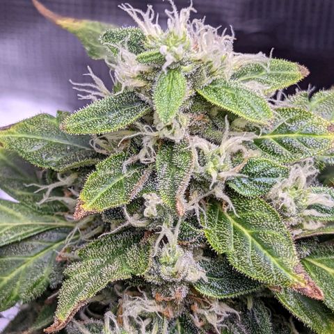 Fast Buds Zkittlez growlog timeline photo