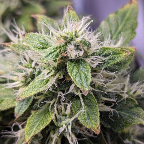 Fast Buds Zkittlez growlog timeline photo