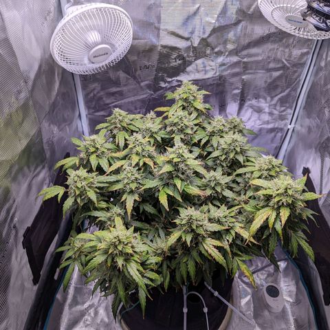 Fast Buds Zkittlez growlog timeline photo
