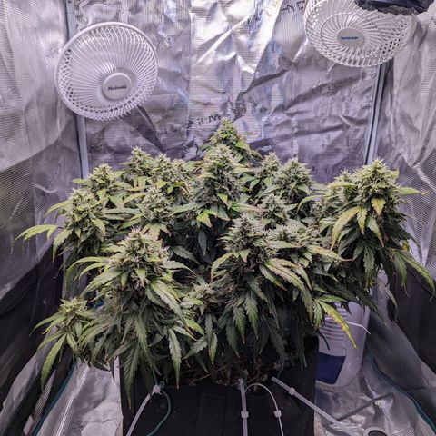 Fast Buds Zkittlez growlog timeline photo