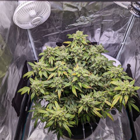 Fast Buds Zkittlez growlog timeline photo