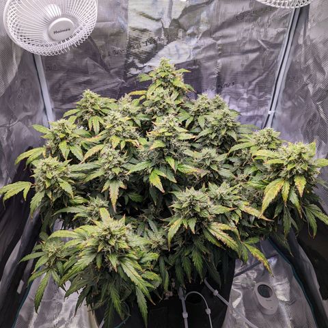 Fast Buds Zkittlez growlog timeline photo