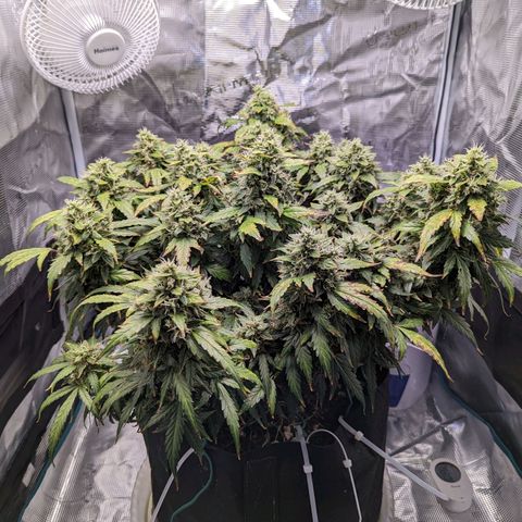 Fast Buds Zkittlez growlog timeline photo
