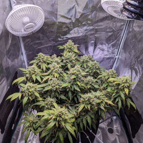 Fast Buds Zkittlez growlog timeline photo