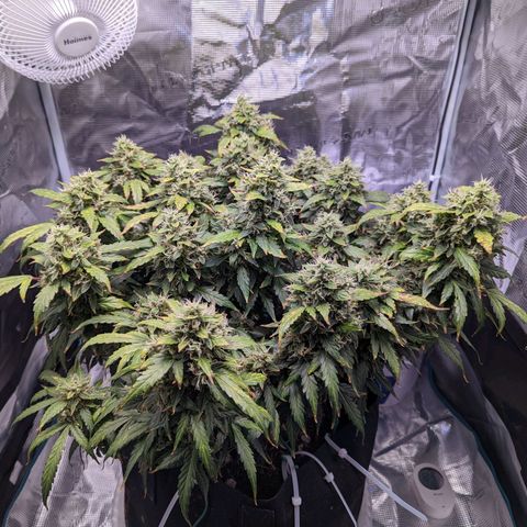 Fast Buds Zkittlez growlog timeline photo