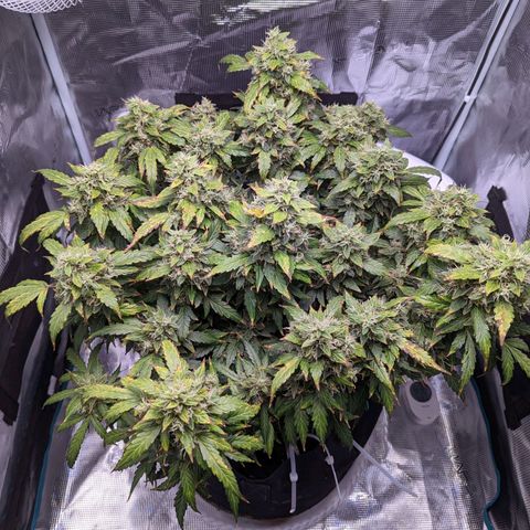 Fast Buds Zkittlez growlog timeline photo