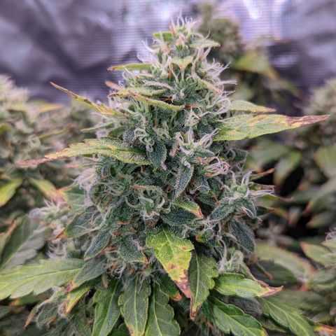 Fast Buds Zkittlez growlog timeline photo