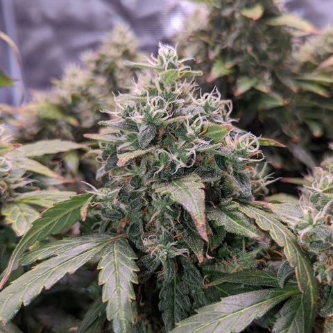 Fast Buds Zkittlez growlog timeline photo