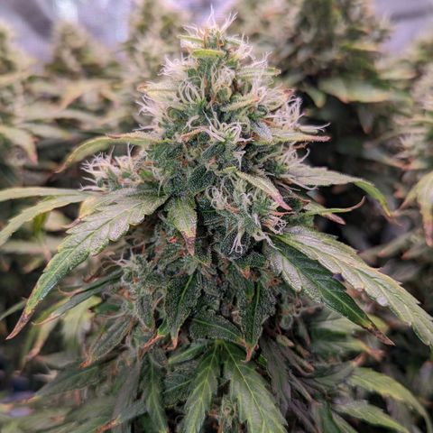 Fast Buds Zkittlez growlog timeline photo