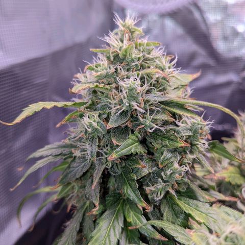 Fast Buds Zkittlez growlog timeline photo