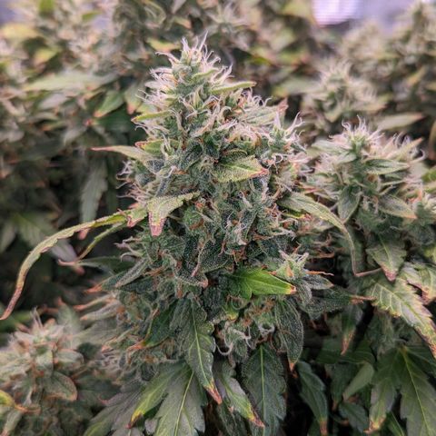 Fast Buds Zkittlez growlog timeline photo