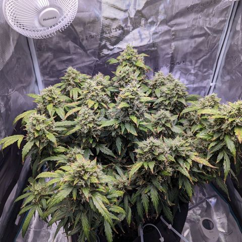 Fast Buds Zkittlez growlog timeline photo