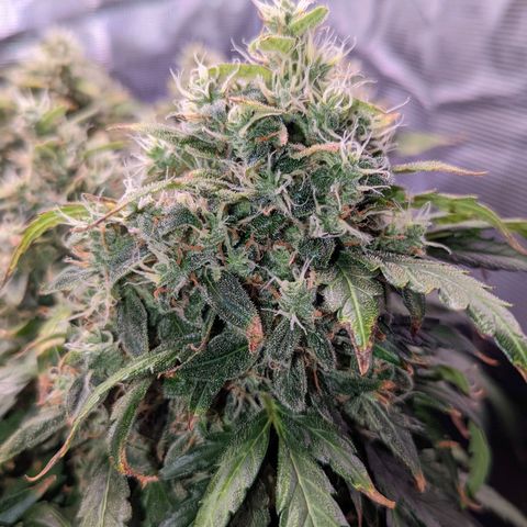Fast Buds Zkittlez growlog timeline photo