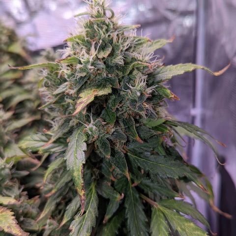 Fast Buds Zkittlez growlog timeline photo