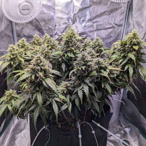 Fast Buds Zkittlez growlog timeline photo