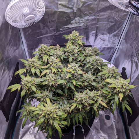 Fast Buds Zkittlez growlog timeline photo