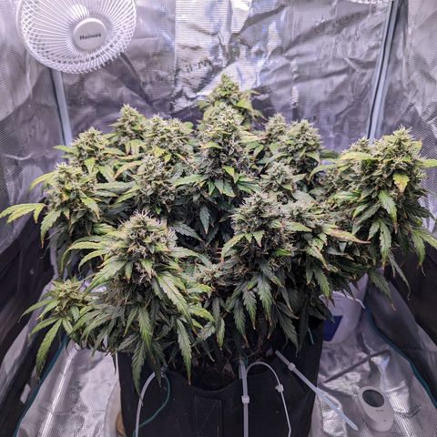 Fast Buds Zkittlez growlog timeline photo
