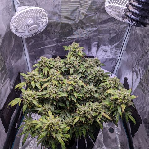 Fast Buds Zkittlez growlog timeline photo