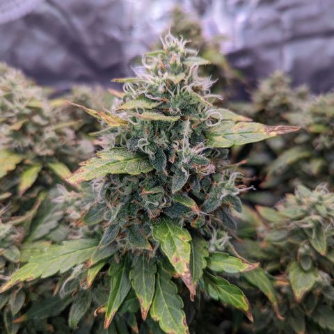 Fast Buds Zkittlez growlog timeline photo