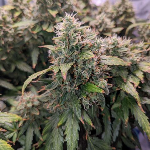 Fast Buds Zkittlez growlog timeline photo