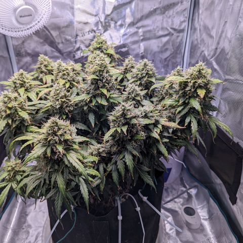Fast Buds Zkittlez growlog timeline photo