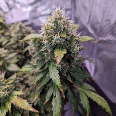 Fast Buds Zkittlez growlog timeline photo